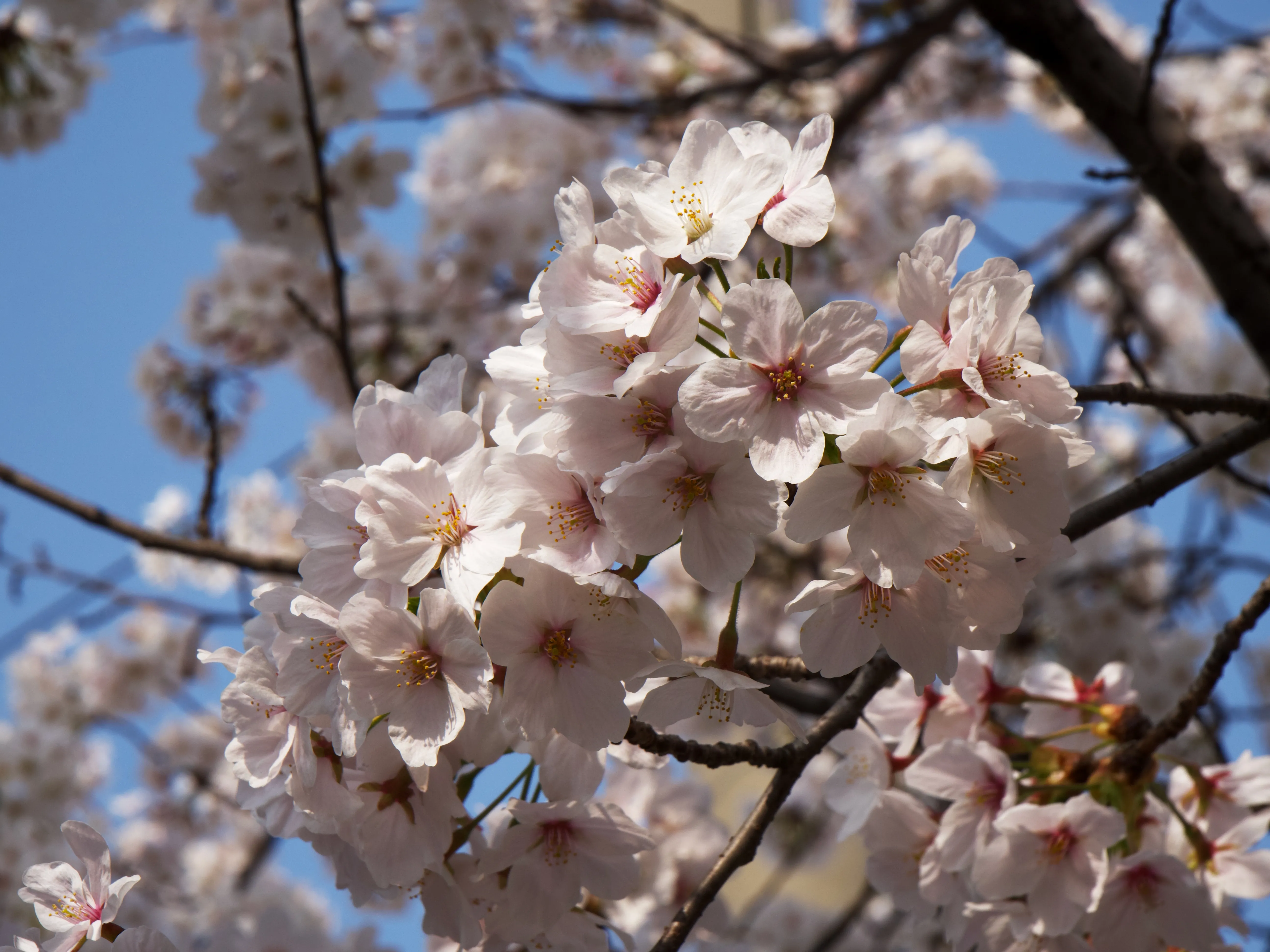 Cherry Blossoms Gallery - Picture 14